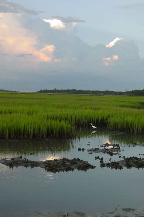 "Low Country Marsh Scene" was taken in a favorite place to photograph the natural beauty of the low country of South Carolina! Water Painting, Beach Art, Landscape Photos, Nature Pictures, Painting Inspiration, Beautiful Landscapes, Landscape Art, Beautiful Nature, Landscape Photography