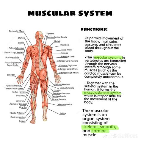 Latissimus Dorsi, Gluteus Medius, Skeletal System, Musculoskeletal System, Muscular System, Science, Quick Saves