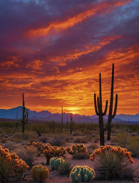 Desert Landscape Sunset, Desert Shrubs, Desert Aesthetic, Landscape Sunset, Desert Cactus, 2025 Vision, Desert Landscape, Desert Landscaping, Sunrise Sunset