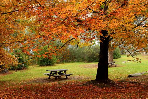 Autumn at Wentworth Falls, Blue Mountain, Sydney, Australia Autumn In Sydney, Autumn In Australia, Australia Tourist Attractions, Australian Autumn, Outdoors Lifestyle, Imperial Hotel, Hot And Humid, Australia Living, Autumn Garden