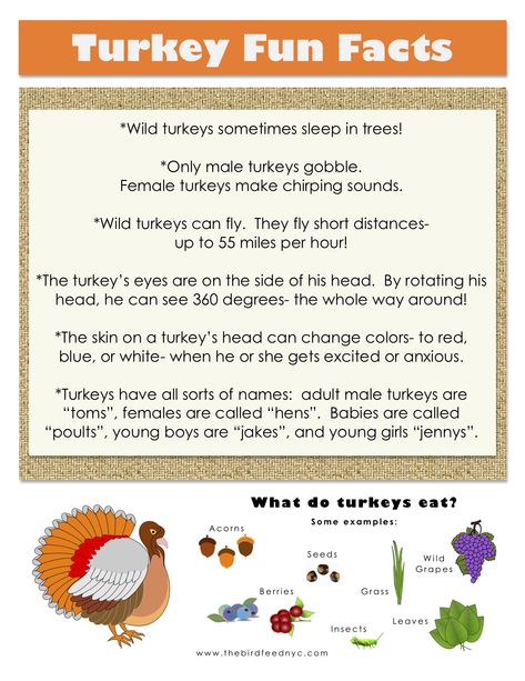 Thanksgiving Fun Facts, Fall Facts, Turkey Facts, Thanksgiving Activities Preschool, Thanksgiving Games For Kids, Thanksgiving Facts, Fun Facts For Kids, Thanksgiving Preschool, Facts For Kids