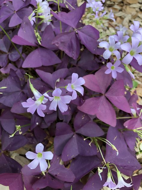 Purple Shamrock, Plant Aesthetic, Purple, Plants, Flowers, Quick Saves, Nature