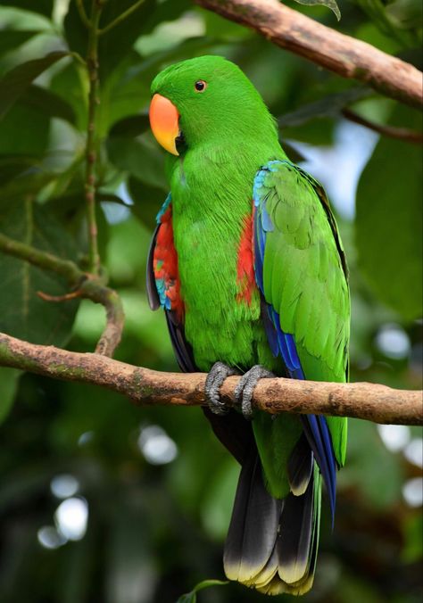 Eclectus Parrot (Eclectus roratus) Males are Green Electus Parrot, Colorful Iphone Wallpapers, Drawings Wallpaper, Best Pet Birds, Eclectus Parrot, Parrot Tattoo, Australian Parrots, The Best Wallpapers, Wallpaper Colorful