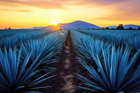 Foto concepto de plantación de agave azu... | Premium Photo #Freepik #photo #plantas #mexico #desierto #aloe Cactus Planta, Agaves, Premium Photo, Tequila