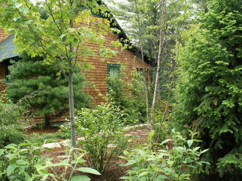 Wooded Backyard Landscape, Cabin Landscaping, Lake Landscaping, Rustic Landscaping, Natural Landscaping, Wooded Landscaping, Rustic Backyard, Privacy Landscaping, Front Landscaping