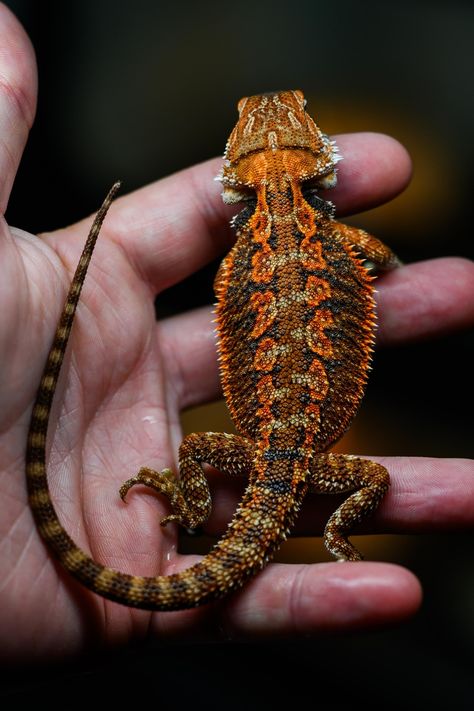 1/2 Red Monster Central Bearded Dragon by Biblical Dragons Red Monster Bearded Dragon, Bearded Dragon Colors, Red Bearded Dragon, Lizard Terrarium, Red Lizard, Reptile Care, Pet Lizards, Bearded Dragon Care, Bearded Dragon Cute