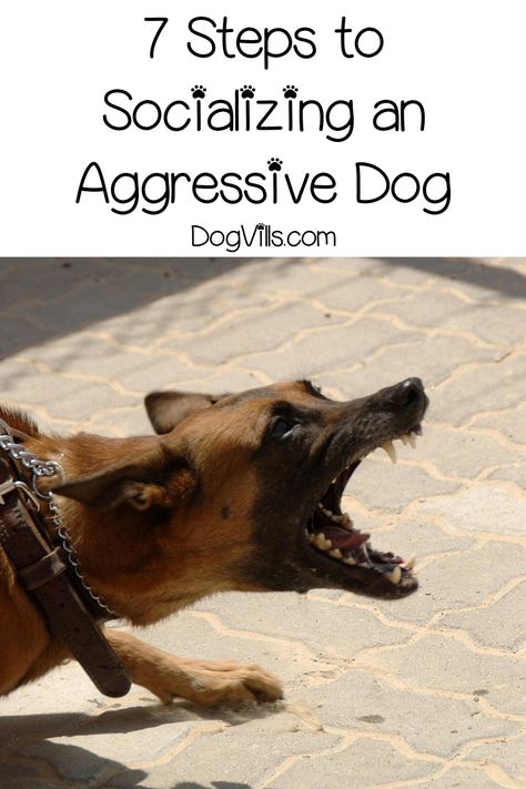 Easiest Dogs To Train, Dog Behavior Problems, Dog Potty, Dog Brain, Dog Training Techniques, Aggressive Dog, Dog Biting, Pet Stuff, Dog Obedience