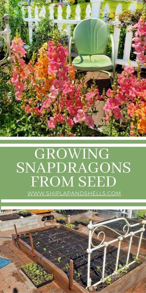 Snapdragon Seeds, Seed Starting Soil, Snapdragon Flowers, Cut Flower Farm, Sowing Seeds, Greenhouse Ideas, Cut Flower Garden, Fresh Cut Flowers, Farm Gardens