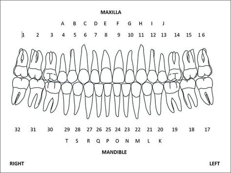 Tooth numbers charts are the best way of identifying the position of teeth in the mouth, and they’re used to communicate information about oral health with dental professionals. Dental Assistant Study Guide, Dental Charting, Teeth Diagram, Charting For Nurses, Dental Assistant School, Dental Assistant Study, Teeth Anatomy, Dentist Assistant, Dental Logo Design