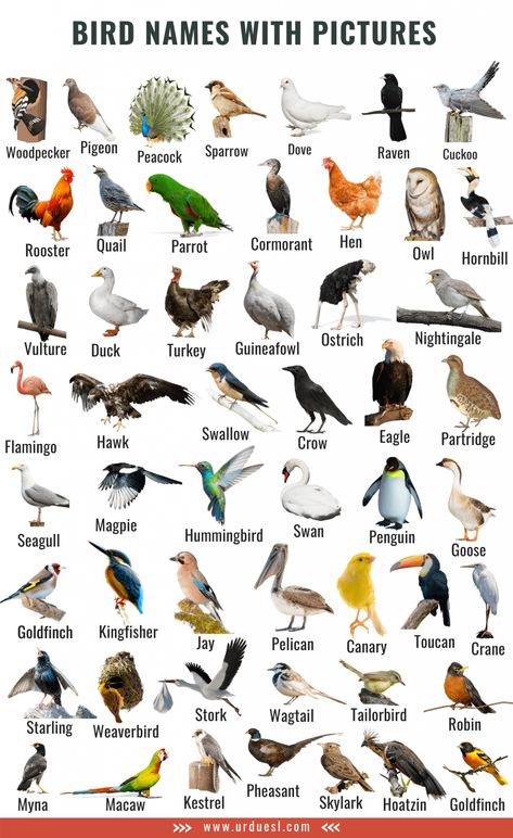 A to Z Bird Names List in English with Pictures - Download in Pdf Birds Name List, Animals Name List, Bird Names, Names Of Birds, Fruits Name In English, Animal Pictures For Kids, Animals Name In English, Birds For Kids, List Of Birds