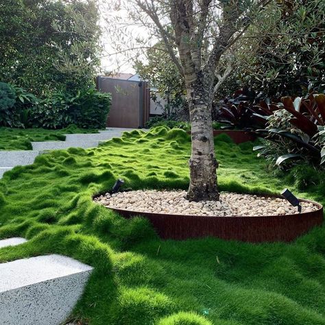 Zoysia Tenuifolia, No Mow Grass, Lawn Alternatives, Gallery Ideas, Australian Garden, Low Maintenance Landscaping, Native Garden, Unique Plants, Ground Cover