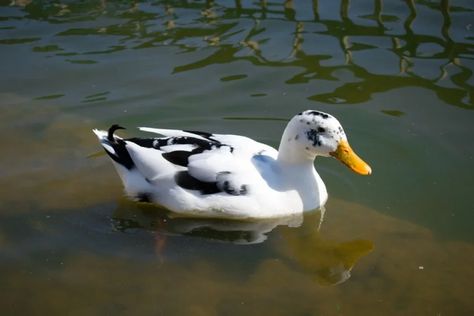 Ancona Duck: Facts, Uses, Origins & Characteristics (With Pictures) | Pet Keen Duck Farm Aesthetic, Ducks Farm Aesthetic, Rouen Duck, Pet Duck Aesthetic, Ancona Ducks, Khaki Campbell Ducks, Ducks On A Farm, Ducks In Garden Aesthetic, Pekin Duck