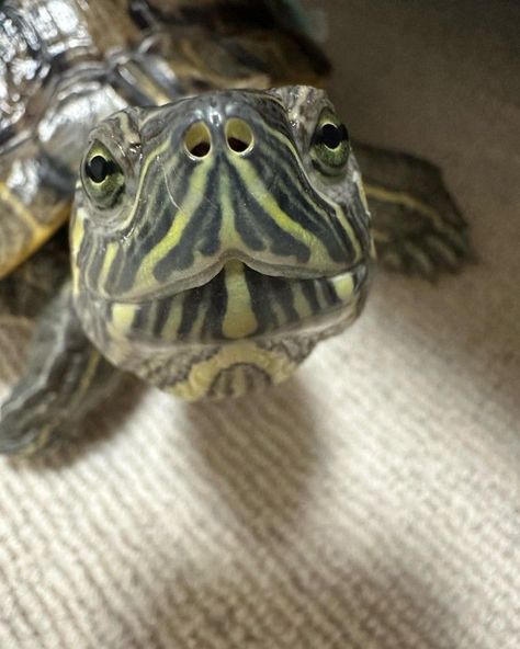 Pet Tortoise Aesthetic, Pet Turtle Aesthetic, Turtle Pfp, Turtle Cage, Turtle Pictures, Spotted Turtle, Sea Turtle Pictures, Turtle Care, Baby Tortoise