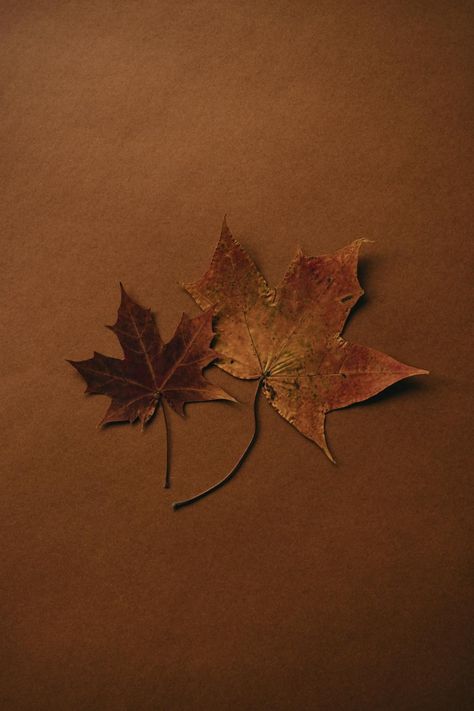 Autumn aesthetic maple leaf wallpaper · Free Stock Photo Brown Leaf Aesthetic, Brown Autumn Wallpaper, Fall Leaf Aesthetic, Maple Leaf Wallpaper, Leaf Aesthetic, Brown Autumn, Countryside Vacation, Paper Leaves, Sleep And Loungewear