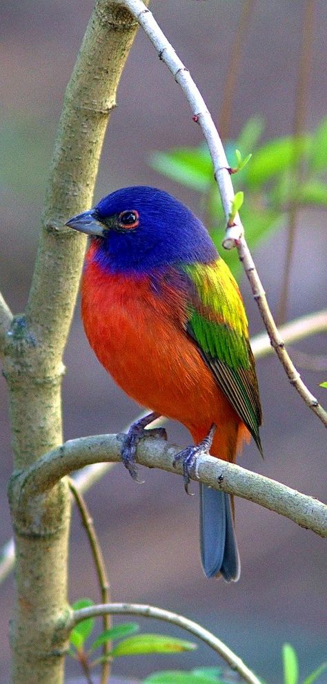 Colorful birds - Painted Bunting (male) - by Kenneth Cole Schneider Bunting Bird, Painted Bunting, Colorful Bird, Nature Birds, Bird Pictures, All Birds, Exotic Birds, Bird Drawings, Pretty Birds