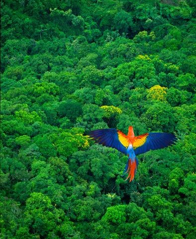 Parrot Bird Flying, Colorful Bird, In The Jungle, Lush, Brazil, Trees, Forest, Green