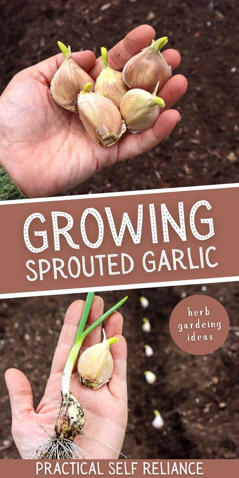 a hand holding sprouting garlic and planting sprouting garlic in the spring garden Spring Gardening Ideas, Growing Garlic From Cloves, When To Plant Garlic, Garlic Planting, Garlic Garden, Spring Garlic, Regrow Vegetables, Garlic Bulbs, Planting Garlic