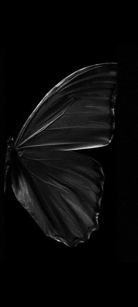 Dark Butterfly Wallpaper Aesthetic, Butterfly Dark Aesthetic, Black Butterfly Wallpaper, Black Butterflies Aesthetic, Libra Wallpaper, Chat Wallpaper Whatsapp, 3d Wallpaper Butterfly, Wings Wallpaper, Dark Purple Wallpaper