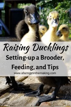 Duck Brooder, Raising Ducklings, Raising Turkeys, Duck Breeds, Backyard Ducks, Duck Coop, Duck Farming, Raising Ducks, Raising Farm Animals