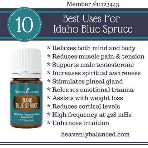 Idaho Blue Spruce Essential Oil, Diffuser Blends Young Living, Idaho Blue Spruce, Spruce Essential Oil, Living Oils Recipes, Diy Essential Oil Recipes, Essential Oil Remedy, Young Living Essential Oils Recipes, Essential Oils Guide