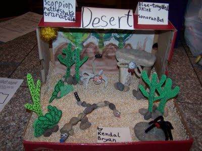 Team Bryan's Home Plate: Kendal's Desert Habitat Diorama Shoe Box Diorama, Habitat Diorama, Desert Habitat, Arctic Habitat, Biomes Project, Desert Diorama, Diorama Kids, Ecosystems Projects, Desert Biome