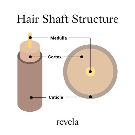 Structure Of Hair, Hair Color Wheel, Strands Of Hair, Hair Science, Hair Structure, Haircare Tips, Hair 101, Black King, Hair Strand