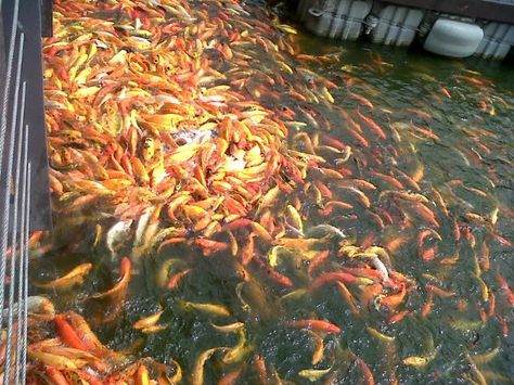 Fish attack! #Nuvali #StaRosa #Laguna #Philippines Laguna Philippines, Scenic Photos, Philippines, Fish, Quick Saves