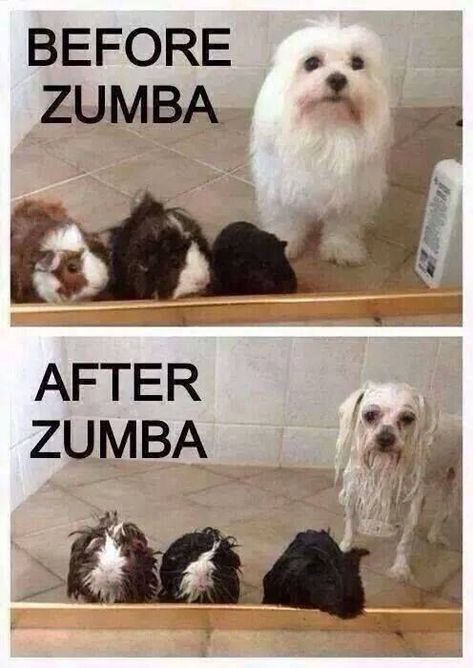 Zumba Meme, Zumba Funny, Zumba Quotes, Workout Memes Funny, Fitness Memes, Zumba Instructor, Gym Quote, Workout Memes, Funny Tattoos