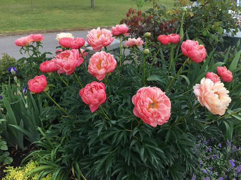 Bush shot of peony, Coral Sunset. Peony Bush Front Yards, Coral Sunset Peony, Peony Bush Landscaping, Peony Landscaping, Peony Varieties, Bulb Garden, Coral Sunset, Peony Bush, Flower Bush