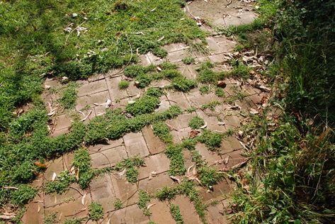 Overgrown pathway. Backyard pathway overgrown with weeds , #affiliate, #pathway, #Overgrown, #Backyard, #weeds, #overgrown #ad Overgrown Garden, Brick Path, Native Garden, Summer Photography, Photography Projects, Back Garden, Brick Wall, Hedges, Stock Photos