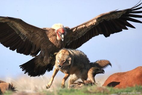 Facts About The Andean Condor. (Vultur gryphus) is a South American bird that belongs to the New World vulture family Cathartidae, and is the only living member Badass Pictures, Andean Condor, California Condor, Animal Attack, Birds Of Prey, Nature Images, Animal Photo, Beautiful Creatures, Bald Eagle