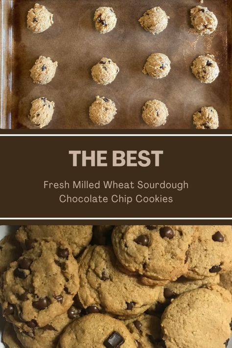 THE BEST Fresh Milled Wheat Sourdough Chocolate Chip Cookies  - Whole Wheat Sourdough Cookies, Ancient Grain Bread Recipe, Sourdough Chocolate Chip Cookies, Fresh Milled Flour, Whole Wheat Cookies, Whole Wheat Sourdough, Dessert From Scratch, Discard Recipes, Wheat Recipes