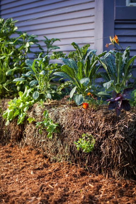 Strawbale Garden, Hay Bale Gardening, Strawbale Gardening, Straw Bale Garden, Urban Balcony, Garden Preparation, Raised Garden Bed Ideas, Garden Bed Ideas, Straw Bale Gardening