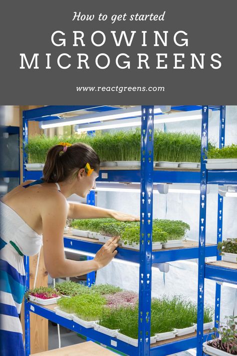 Micro Green Business, Micro Greens Growing Indoors, Microgreens Growing Indoor, Micro Greens Growing, Microgreens Business, Homemade Hydroponic System, Hydro Gardening, Microgreens Garden, Micro Farming