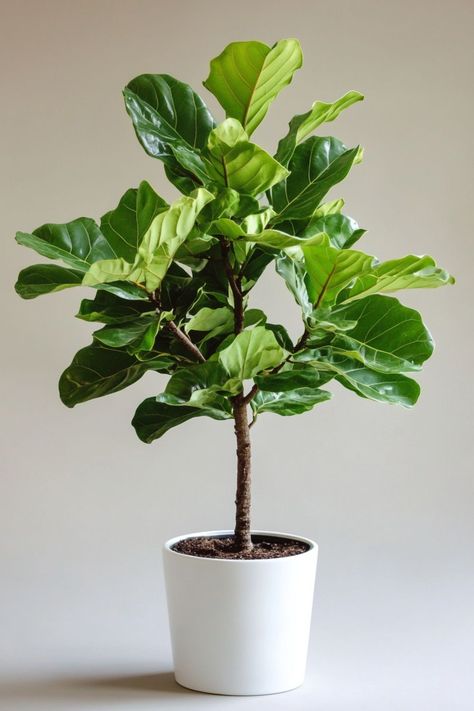 "Fiddle Leaf Fig (Ficus lyrata) is a stunning and sophisticated choice for any indoor space! 🌿🏡 With its large, glossy leaves and elegant silhouette, this plant adds a touch of natural beauty and modern style to your home decor. Perfect for brightening up a living room or office, the Fiddle Leaf Fig is a statement piece that thrives with proper care and attention. 🌱✨ #FiddleLeafFig #IndoorPlants #HomeDecor #GreenLiving" Fiddle Fig Tree, Plant Vegetables, Fig Plant, Fiddle Fig, Ficus Lyrata, Indoor Trees, Plant Decor Indoor, Fiddle Leaf, Fiddle Leaf Fig