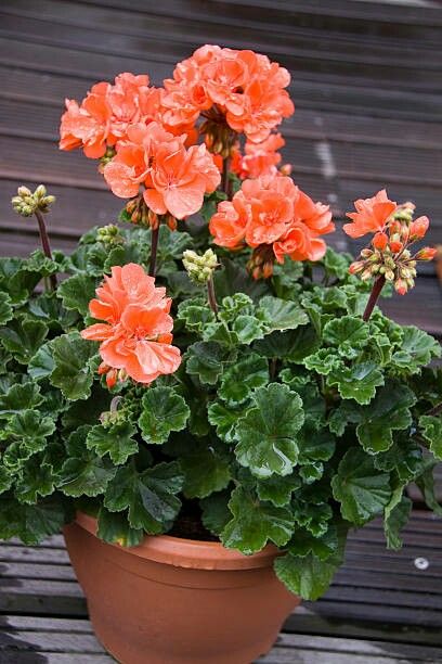 Geraniums Garden, Beautiful Gardens Landscape, Rockery Garden, Geranium Plant, Rose Garden Design, Indoor Bonsai Tree, Porch Plants, Potted Plants Outdoor, Backyard Plants