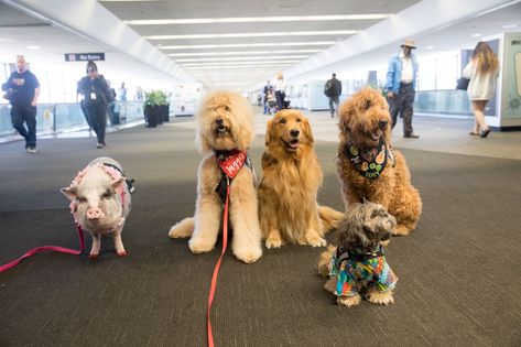 Whereas petting most dogs working at airports is strictly forbidden, members of the Wag Brigade wear blue vests that urge "pet me!" Maltese Yorkie Mix, Scared Of Flying, Miss My Dog, Giant Rabbit, Yorkie Mix, San Francisco International Airport, Shih Tzu Mix, Pet Blog, Therapy Dogs