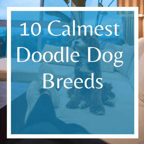 10 Calmest Doodle Dog Breeds - Lover Doodles Doodle Dog Breeds, Doodle Breeds, St Berdoodle, Calm Dog Breeds, Goofy Dog, Cool Doodles, Calm Dogs, Doodle Dog, Silly Dogs