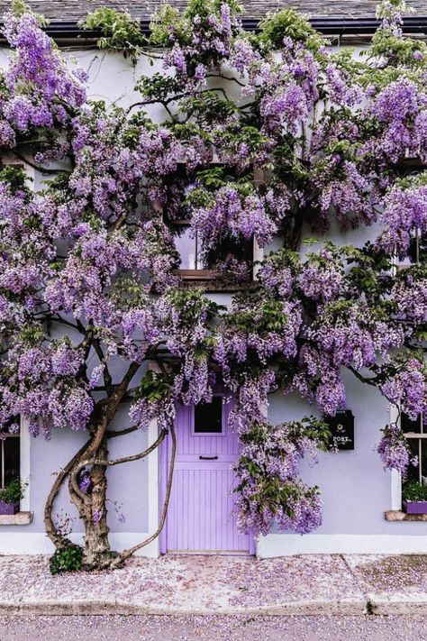 30 of the most beautiful plant-covered buildings we’ve ever seen – Vogue Australia Purple Door, Beautiful Doors, Dream Garden, Wisteria, Abba, Beautiful World, Purple Flowers, A House, Beautiful Homes