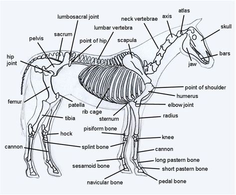 Horse Physiotherapy, Vet Physiotherapy, Horse Confirmation, Equine Studies, Skeleton Diagram, Veterinarian Career, Horse Bones, Sesamoid Bone, Stable Management