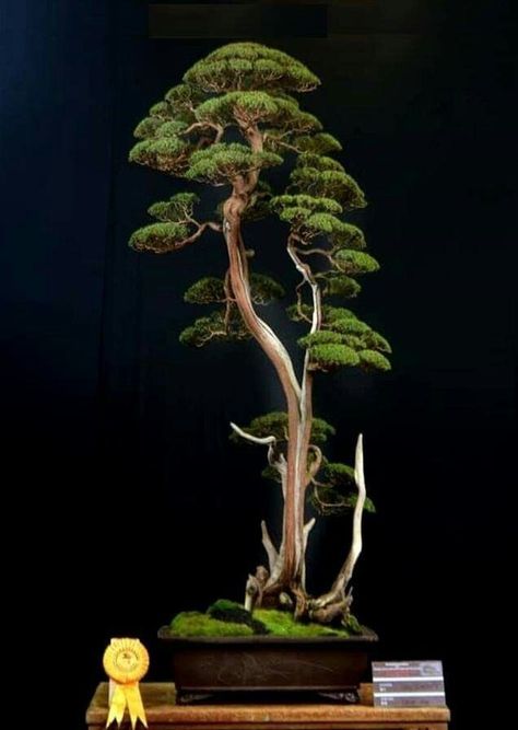 Bonsai Tree Design, Bonsai Drawing, Japanese Bonsai Tree, Bonsai Forest, Pre Bonsai, Beautiful Bonsai, Bonsai Tree Types, Bonsai Tree Care, Indoor Bonsai Tree