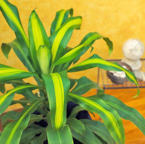 20 Super-Easy Houseplants You'll Love Dracaena Care, Hindu Rope Plant, Low Maintenance Indoor Plants, Easy To Grow Houseplants, Easy House Plants, Indoor Grow, Anthurium Flower, Corn Plant, Asparagus Fern