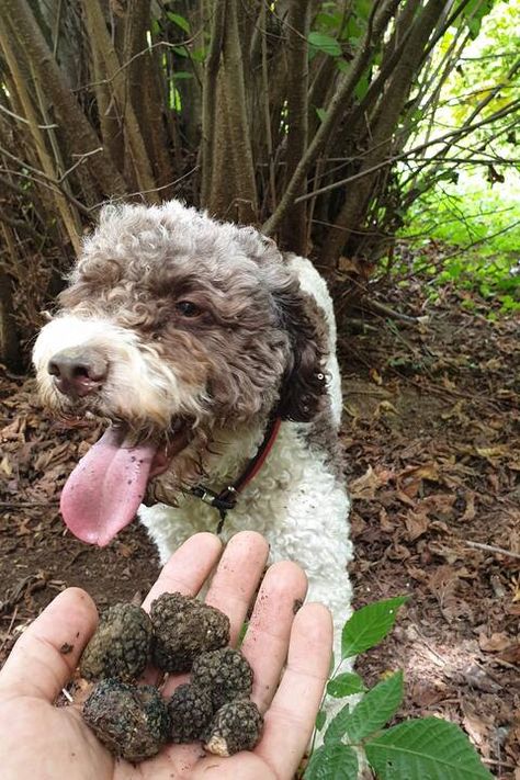 Fresh Truffle, Closed Shoes, Truffle Cheese, Truffle Hunting, Dug Out, Fall Is Coming, Truffle Oil, Beautiful Forest, Story Telling