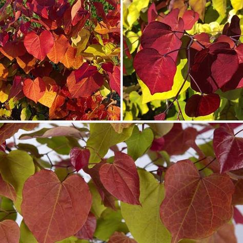 Cercis Canadensis 'Eternal Flame' - Bumbles Plant Centre Cercis Canadensis Eternal Flame, Cercis Canadensis, Eternal Flame, Summer Special, Chelsea Flower, Chelsea Flower Show, New Growth, Flower Show, Fall Foliage