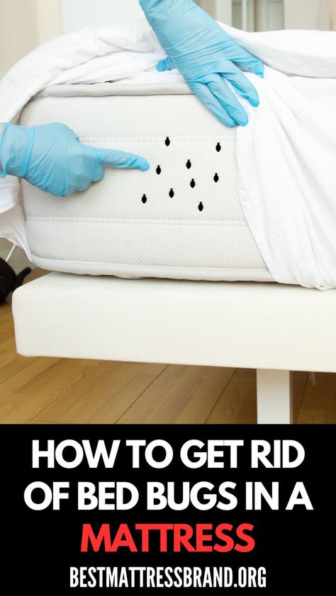 Learn how to get rid of bed bugs in your mattress with effective techniques! Discover cleaning tips, treatments, and prevention methods to keep your bed bug-free. Visit our site for detailed solutions! 🛏️🐛✨ #BedBugRemoval #MattressCare #PestControl #CleanLiving #HomeHacks Getting Rid Of Bed Bugs Fast, How To Get Rid Of Bed Bugs Fast Diy, Bed Bugs How To Get Rid Of Fast, Bed Bugs How To Get Rid Of, Bed Bug Remedies, Bedbugs Removal, Bed Bugs Pictures, Get Rid Of Bed Bugs, Rid Of Bed Bugs