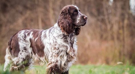 English Springer Spaniel Healthiest Dog Breeds, English Springer Spaniel Puppy, Welsh Corgi Pembroke, Smartest Dogs, Smartest Dog Breeds, Spaniel Puppies For Sale, Springer Spaniel Puppies, Spaniel Breeds, Best Dog Toys