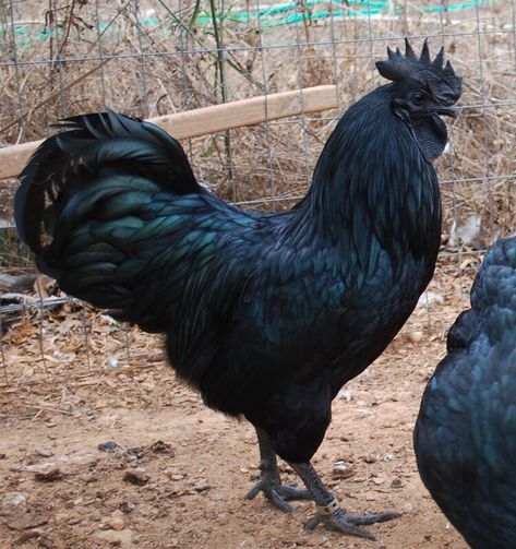 Ayam Cemani — DRAGONFLY FARM Rare Chicken Breeds, Ayam Cemani, Rooster Breeds, Oliver Cromwell, Hatching Chickens, Black Chicken, Chicken Barn, Poultry Supplies, Black Chickens