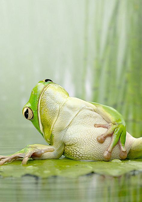 Funny Frogs, A Frog, Reptiles And Amphibians, Cute Frogs, E Card, Funny Animal Pictures, Funny Animal, Animal Photo, Amphibians