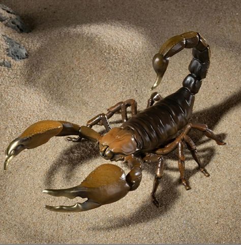 Scorpion Reference, Scorpion Photography, Scorpion Oc, Scorpion Painting, Pet Scorpion, Scorpion Drawing, Scorpion Animal, Real Scorpion, Jason And The Argonauts