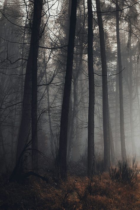 Dark Natrulisum Aesthetic, Dark Outdoor Aesthetic, Spooky Woods Aesthetic, Spooky Forest Aesthetic, Dark Oak Forest, In The Woods Aesthetic, Dark Forestcore, Dark Cottagecore Wallpaper, Dark Academia Forest